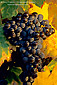 Red wine gapes on vine in fall along the Silverado Trail, Napa Valley, California