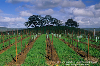 Oak trees, clouds, and blue sky ober vineyard in early spring, Pope Valley, Napa County Wine Region, California