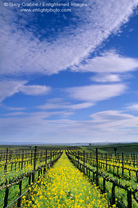 Yellow mustard flowers bloom in spring vineyard in the Carneros Region, Napa Wine Region, California