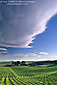 Cloud over vineyard in spring, Artesa Winery, Los Carneros Region, Napa County, California
