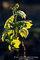 Young green leaves on grape vine in vineyard, Carneros Region, Napa County, California