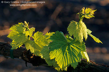 Young green grape vine leaves in vineyard in spring, Carneros Region, Napa County Wine region, California
