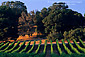 Sunset light on vineyard and oak trees in the Carneros Wine Growing Region, Napa County, California