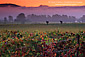 Fall colors in autumn vineyard and fog at sunrise, Carneros Region, Napa Valley, California