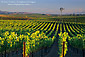 Windmill in rows of grape vines in vineyard, Carneros Wine Growing Region, Napa County, California