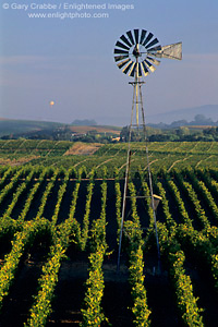 Windmill and Balloon over vineyard, Los Carneros Wine Growing Region, Napa County, California