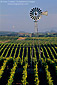 Windmill and Balloon over vineyard, Los Carneros Wine Growing Region, Napa County, California