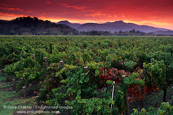 Red clouds at sunrise over vineyard near Oakville, Napa Valley Wine Growing Region, California