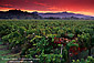 Red clouds at sunrise over vineyard near Oakville, Napa Valley Wine Growing Region, California