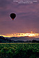 Hot Air Ballon and storm clouds at sunrise over vineyard near Oakville, Napa Valley, California