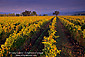 Rows of grape vines at sunrise in vineyard near Oakville, Napa Valley Wine growing region, California