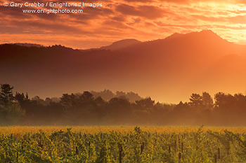 Sunset light over a vineyard in Napa Valley, California