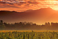 Sunset light over a vineyard in Napa Valley, California