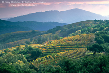 Wine Vineyards on hillside in fall, above  Napa Valley, Napa County Wine Region, California