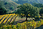 Oak tree and yellow leaves on grape vines in autumn vineyard, Kuleto Estates Winery, Napa County, California