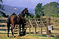 Horse in corral at RustRidge Ranch Winery, Napa County, California