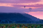 Hot Air Balloons and fog in pink clouds at sunrise over vineyard near Yountville, Napa Valley Wine Counrty, California