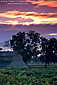 Clouds over barn and vineyard at sunrise, near St. Helena, Napa Valley, California