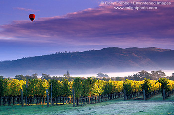 Hot air balloon at sunrise over vineyard in autumn, Oakville, Napa Valley Wine Region, California