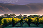 Fall colors in vineyard near Oakville, Napa Valley Wine Growing Region, California