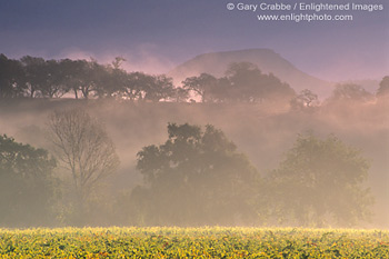 Fog and oak trees at sunrise in vineyard near Oakville, Napa Valley Wine Growing Region, California