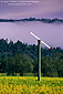 WIndmill and fog over vineyard in fall near Calistoga, Napa Valley Wine Region, California