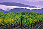 Fog and hills over vineyard in early fall, near Calistoga, Napa Valley, California