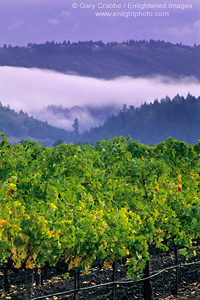 Fog and storm clouds over vineyard near Calistoga, Napa Valley Wine Growing Region, California