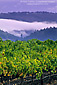 Fog and storm clouds over vineyard near Calistoga, Napa Valley Wine Growing Region, California