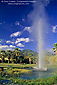 Old Faithful Geyser - known to predict earthquakes, erupts in Calistoga, Napa Valley, California