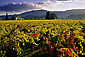 Fall colors in vineyard, near St. Helena, Napa Valley, California