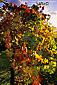 Fall Colors on grape vines in vineyard, Napa Valley, California
