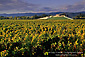 Opus One Winery and vineyard, near St. Helena, Napa Valley Wine Growing Region, California