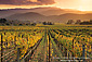 Sunset light over hills and vineyard in fall, along the Silverado Trail, Napa Valley, California