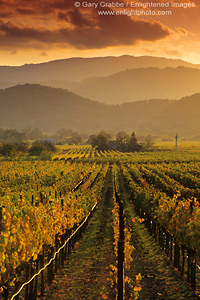 Clouds and hills over vineyard in fall near Staggs Leap, Silverado Trail, Napa Valley Wine Region, California