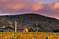 Pink clouds over vineyard and winery in fall, along the Silverado Trail, Napa Valley, California