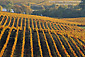 Golden Fall colors on grape vines in vineyard, Los Carneros Wine growing region, Napa County, California