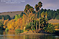 Palm tree oasis in fall at the Vin Di Rosa Preserve, Los Carneros Region, Napa County, California