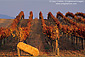 Hay bale and red leaves on grape vines in fall, Carneros Region, Napa Valley Wine Growing Region, California
