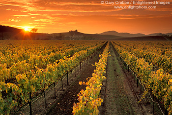 Sunset over wine grape vines in vineyard in fall, Carneros Region, Napa County, California