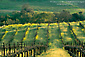 Vineyard in Spring, Artesa Winery, Los Carneros Wine Growing Region, Napa County, California