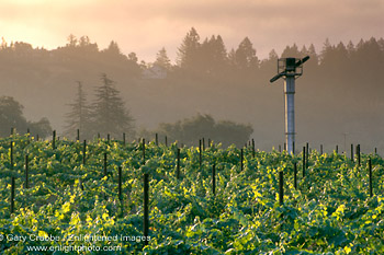 Fan in vineyard at sunrise, near St. Helena, Napa Valley Wine Region, California