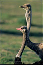 Photo: Ostrich Ranch, near Solvang, Santa Barbara County, California