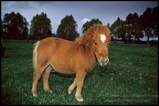 Photo: Miniature Horse at Quicksilver Ranch, Los Olivos, Santa Barbara County, California