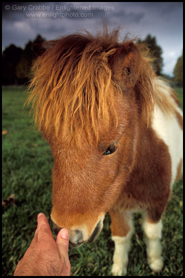 Photo: Miniature Horses at Quicksilver Ranch, Los Olivos, Santa Barbara County, California