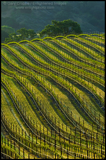 Photo: Rows of wine grape vines in Vineyard in the Santa Ynez Valley, Santa Barbara County, California