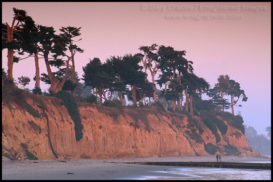 Evening light over coastal cypress trees and cliff along Butterfly Beach, Santa Barbara, California