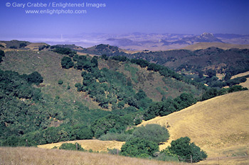 Oak covered hills above San Luis Obispo, San Luis Obispo County, CALIFORNIA