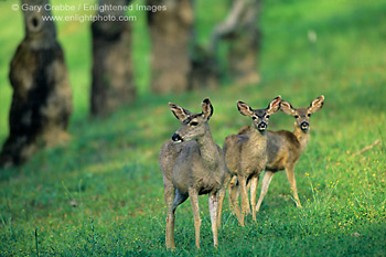 Black-tailed Mule deer doe and fawn in early spring, Adelaida Road, Paso Robels San Luis Obispo County, California