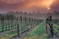 Fog at sunrise near Clautiere Vineyard, Penman Springs Road, Paso Robles San Luis Obispo County, California